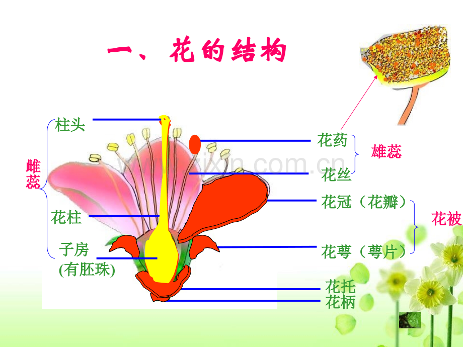 八班级生物花的结构和类型.pptx_第2页