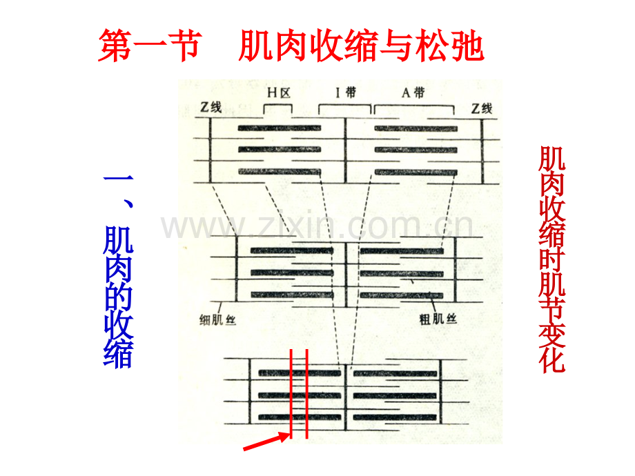 宰后肉变化.pptx_第3页