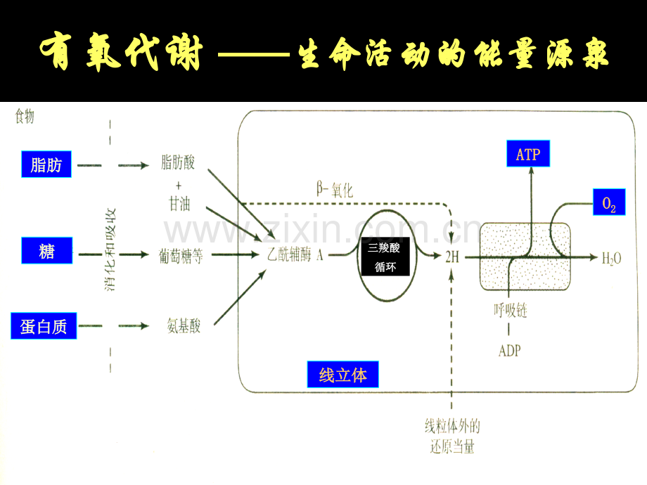 急性呼吸循环衰竭的早期识别与救治.pptx_第3页