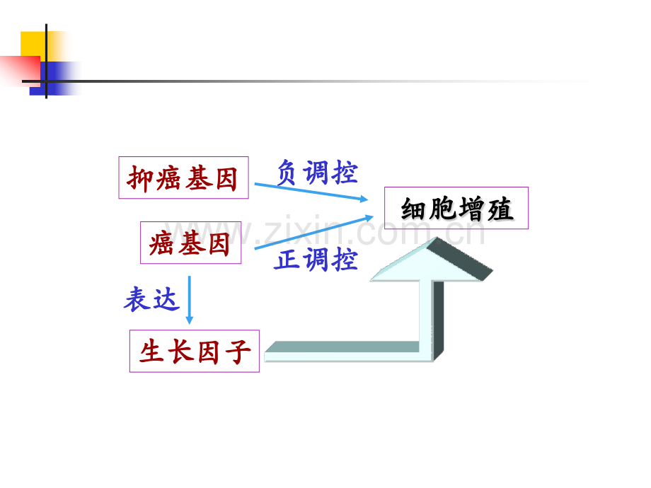 动物生物化学课件.pptx_第2页