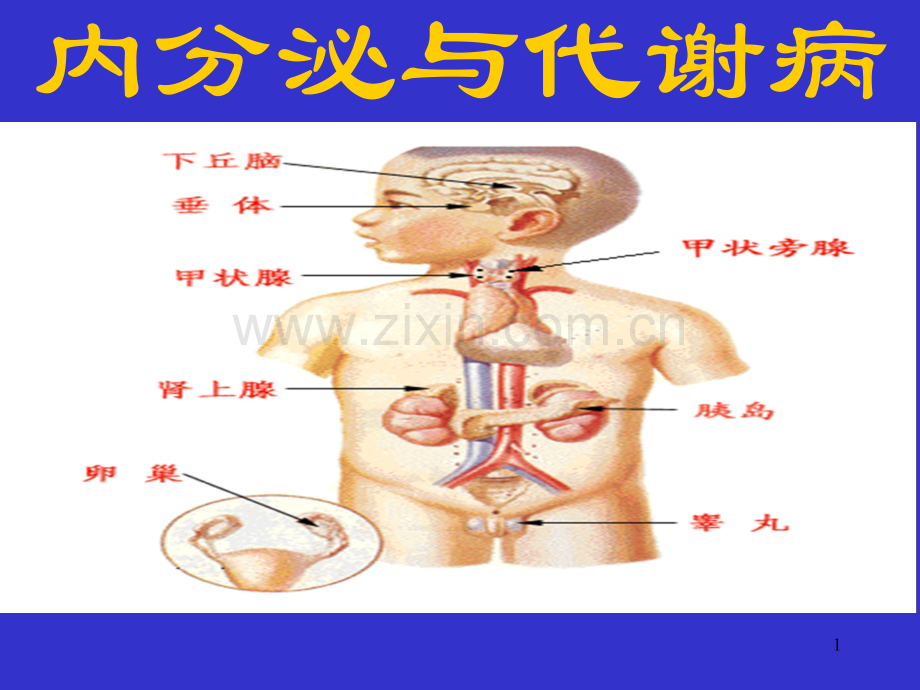 内分泌与代谢总论.pptx_第1页