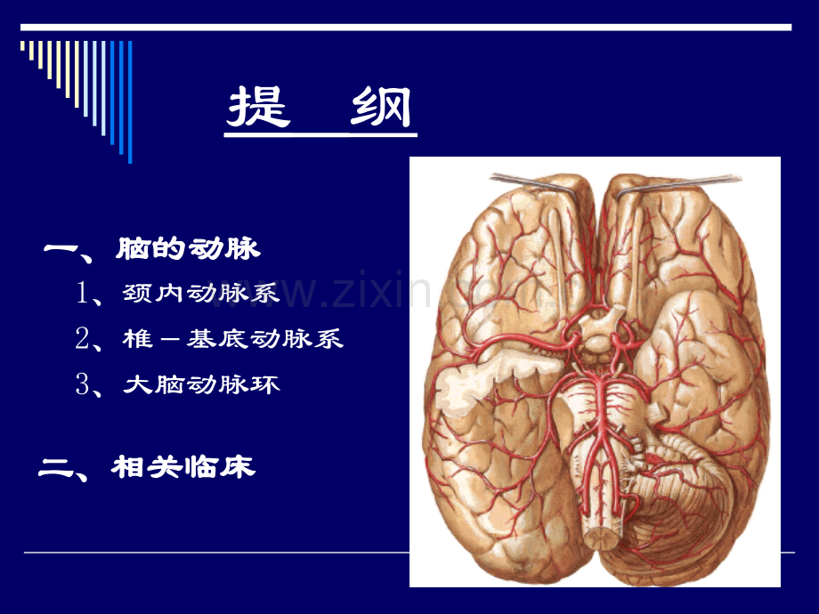 大脑动脉的解剖.pptx_第2页