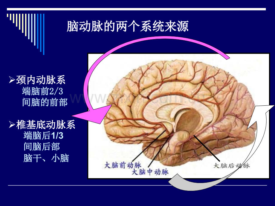 大脑动脉的解剖.pptx_第3页