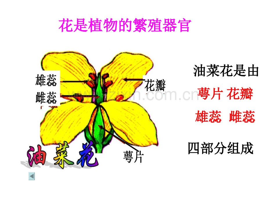 各种各样的花.pptx_第2页