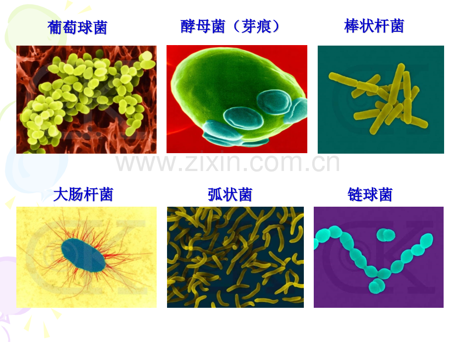 微生物基础知识培训.pptx_第3页