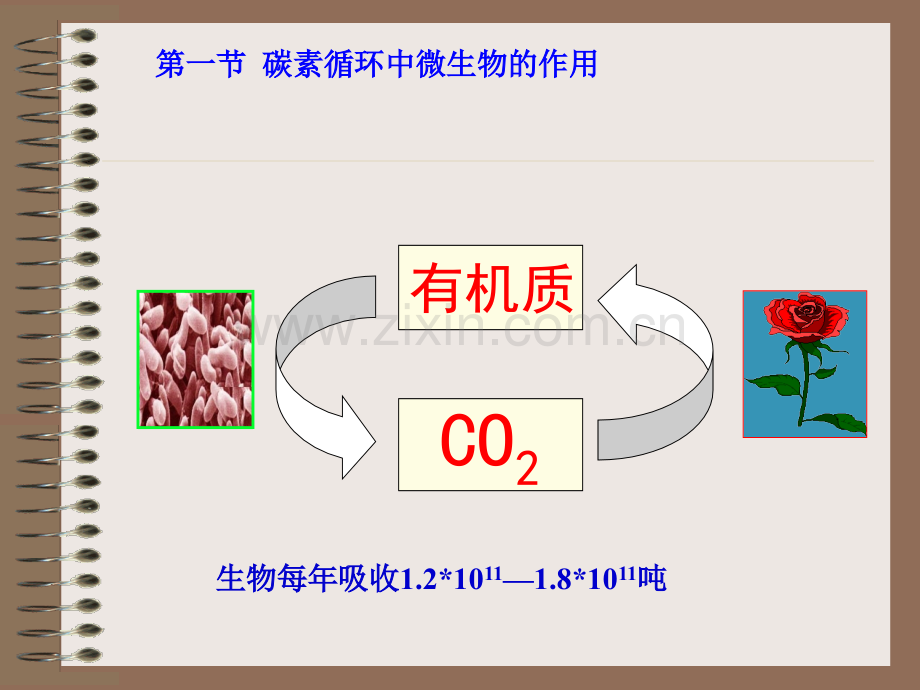 微生物在自然界碳氮素循环中的作用2010秋季.pptx_第2页