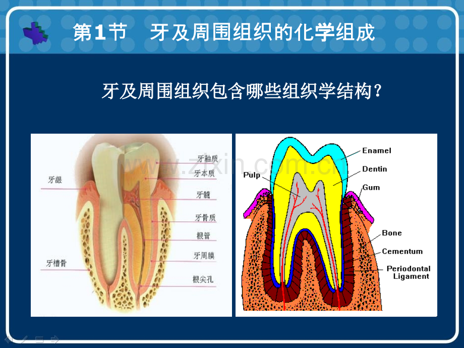 口腔生物化学.pptx_第3页