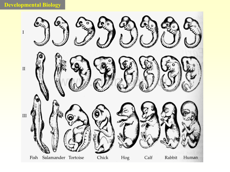 发育生物学.pptx_第2页