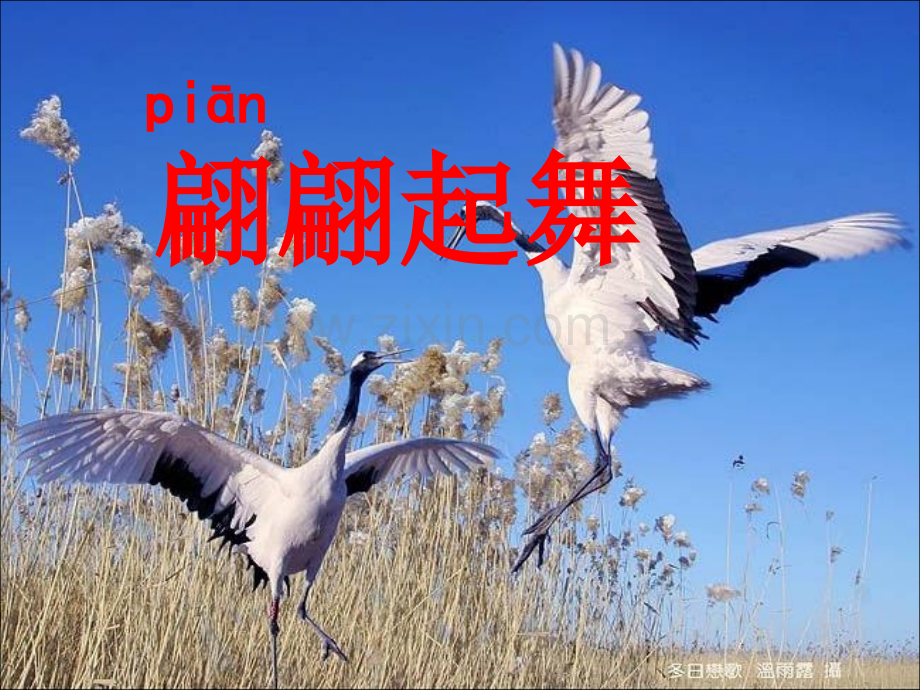 小学语文二年级上册美丽丹顶鹤-.pptx_第1页