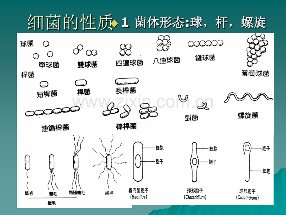 微生物培训资料.pptx_第2页