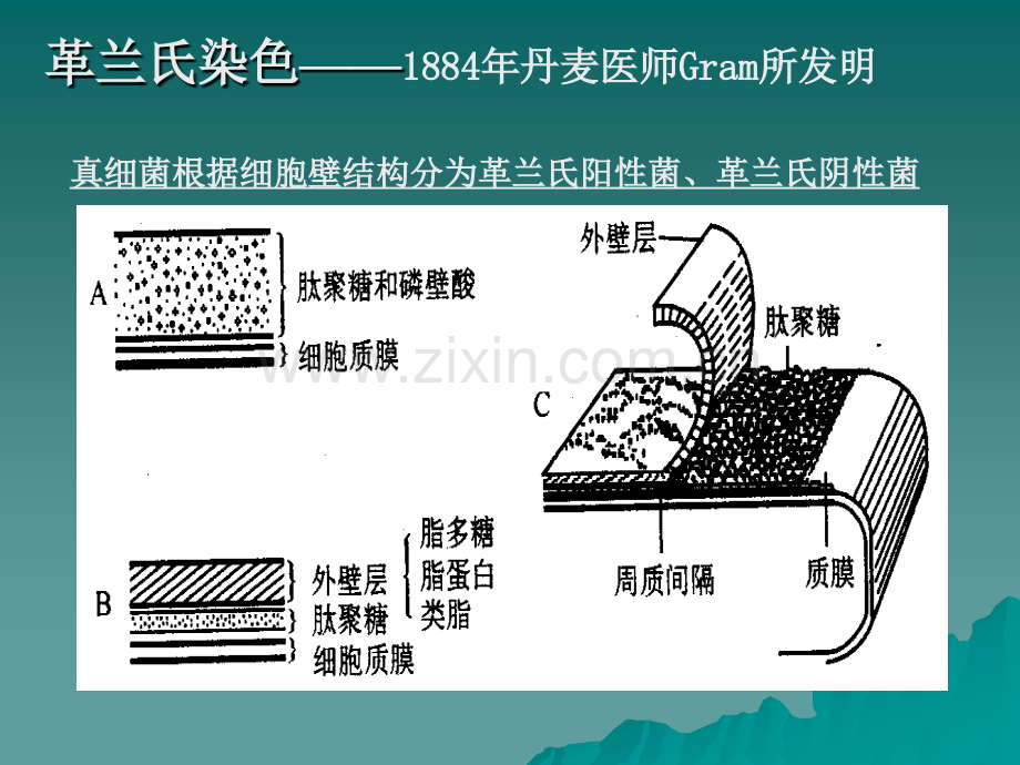 微生物培训资料.pptx_第3页