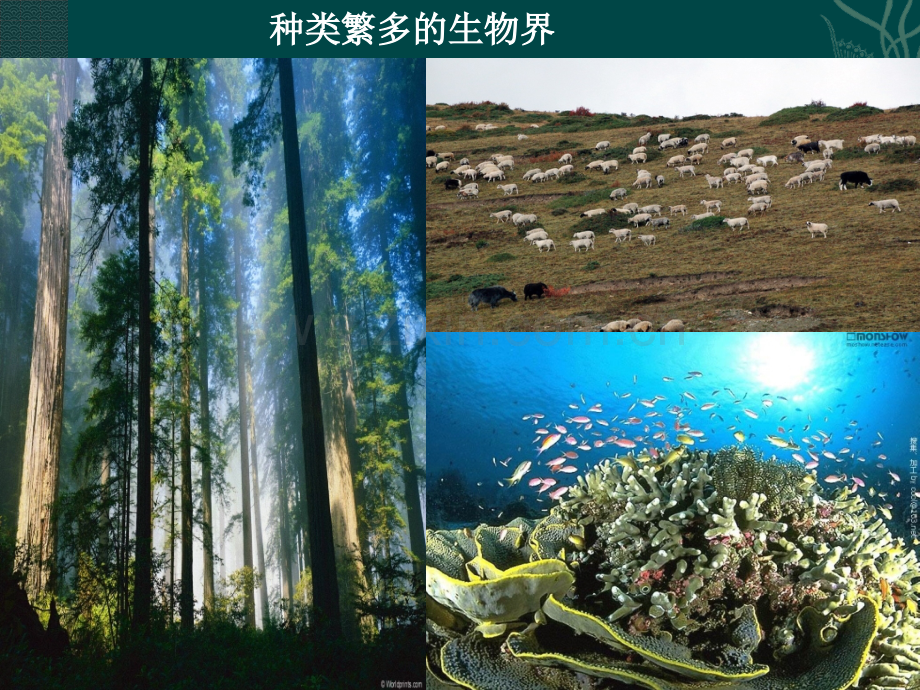 八年级生物上册生命的诞生课件苏教版.pptx_第2页