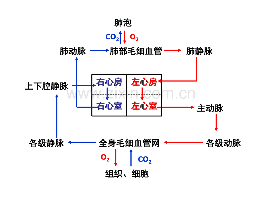 初一下学期生物复习重点精.pptx_第3页