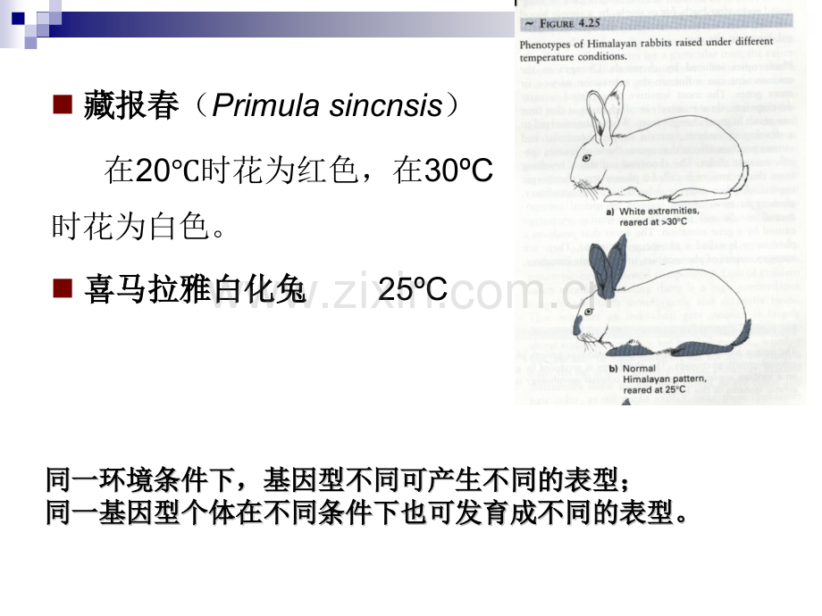 孟德尔遗传2.pptx_第3页