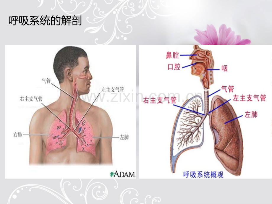 呼吸衰竭及文丘里面罩的应用.pptx_第3页