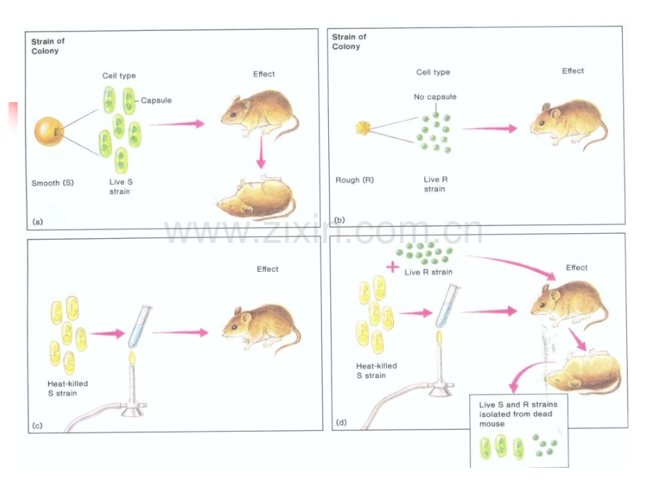 兽医学畜牧学遗传的物质基础.pptx_第3页