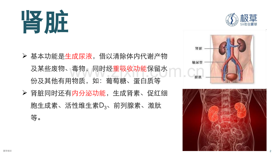 慢性肾脏病课件.pptx_第2页