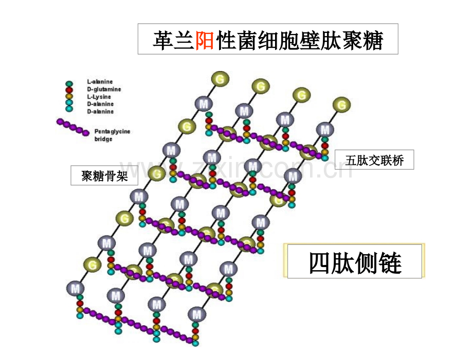 微生物寄生虫图片测试.pptx_第2页