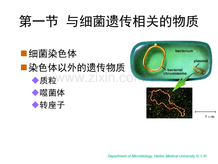 微生物学细菌遗传与变异.pptx_第2页