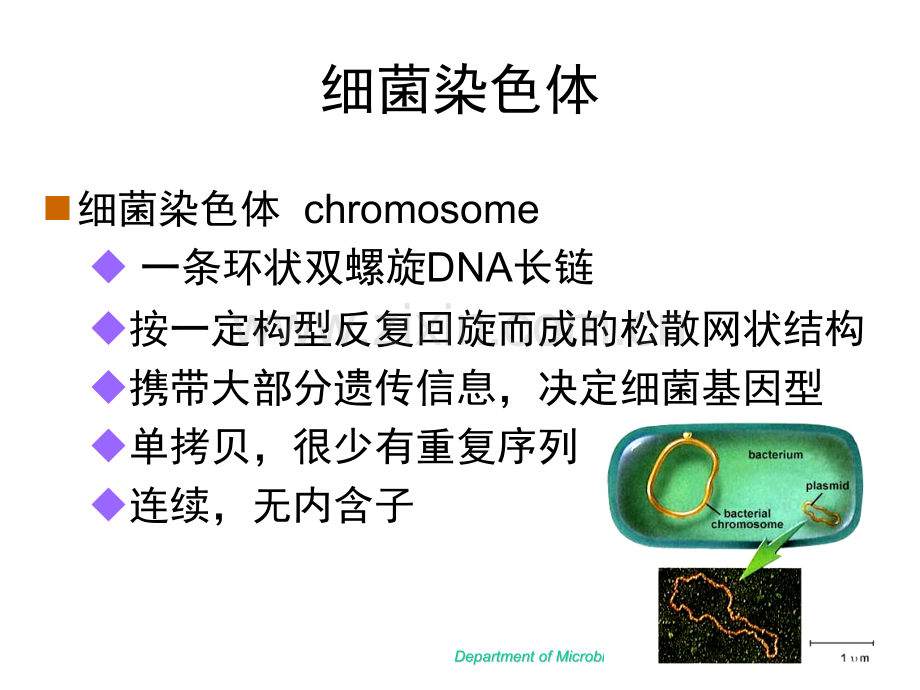 微生物学细菌遗传与变异.pptx_第3页