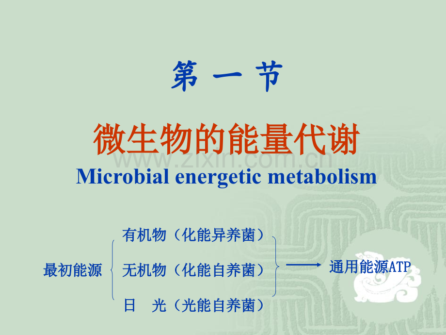 微生物的代谢精美.pptx_第3页