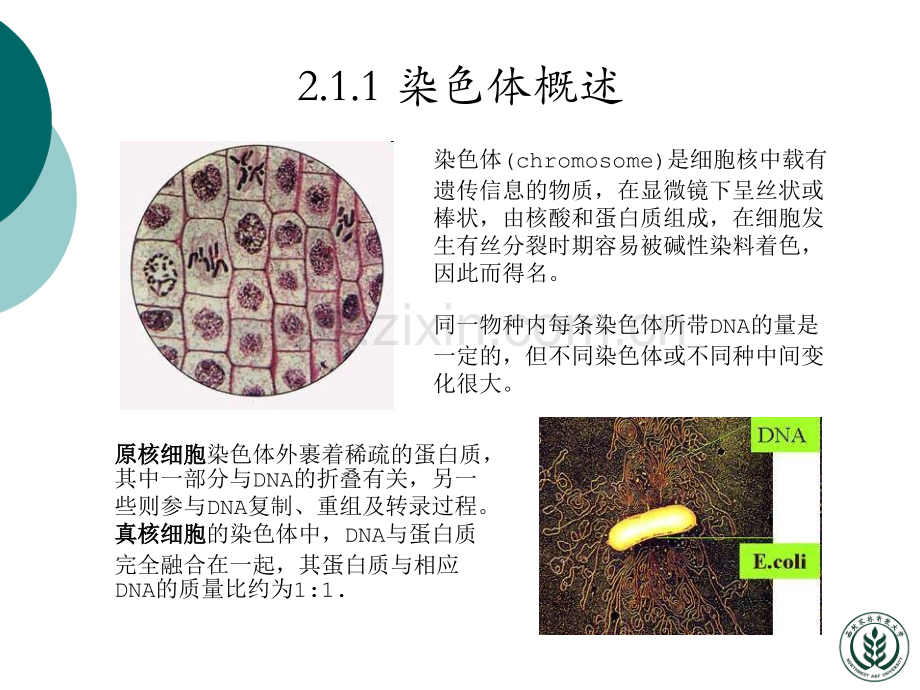 分子生物学核小体.pptx_第3页