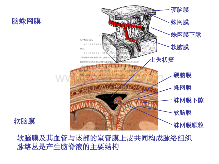 常见脑炎的诊断与治疗.pptx_第2页