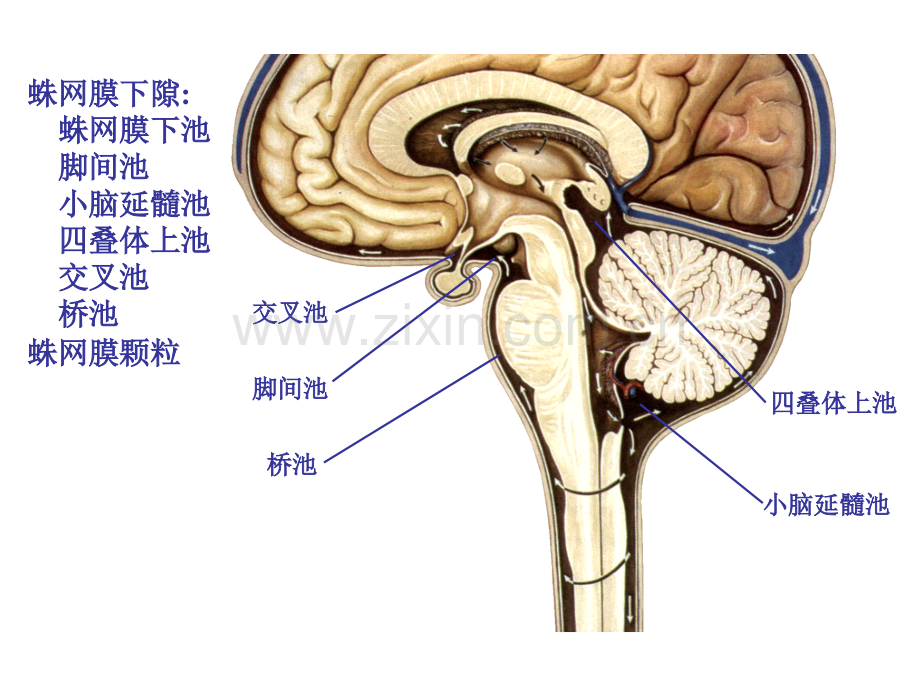 常见脑炎的诊断与治疗.pptx_第3页