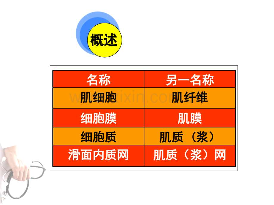 护理肌组织.pptx_第2页