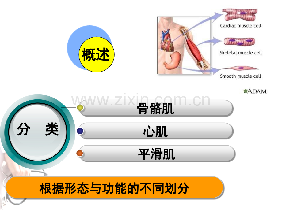 护理肌组织.pptx_第3页