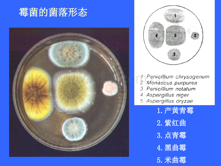 微生物学霉菌.pptx_第3页