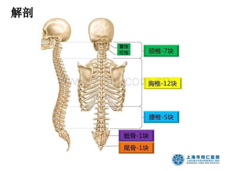 护理查房腰椎骨折.pptx_第2页