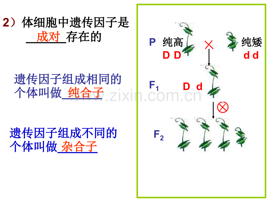 孟德尔的豌豆杂交实验一副本副本.pptx_第3页