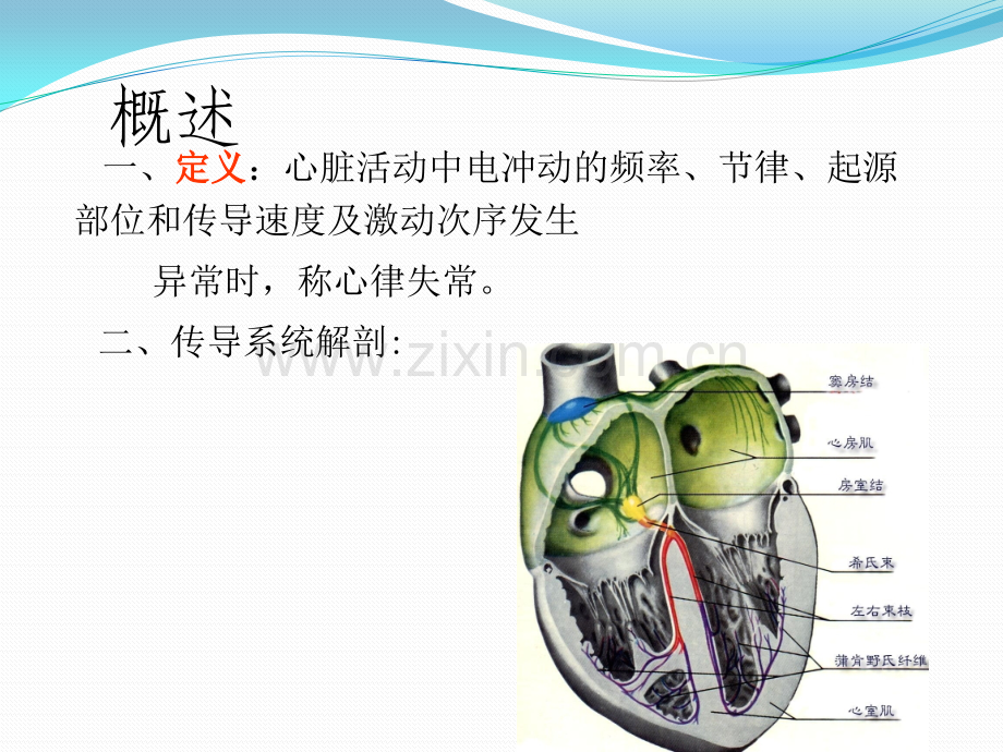 心律失常件.pptx_第2页