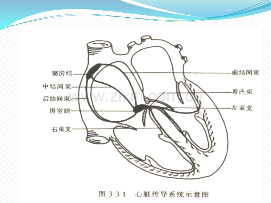 心律失常件.pptx_第3页