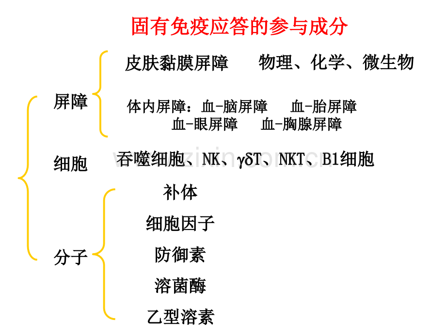 固有免疫应答.pptx_第3页