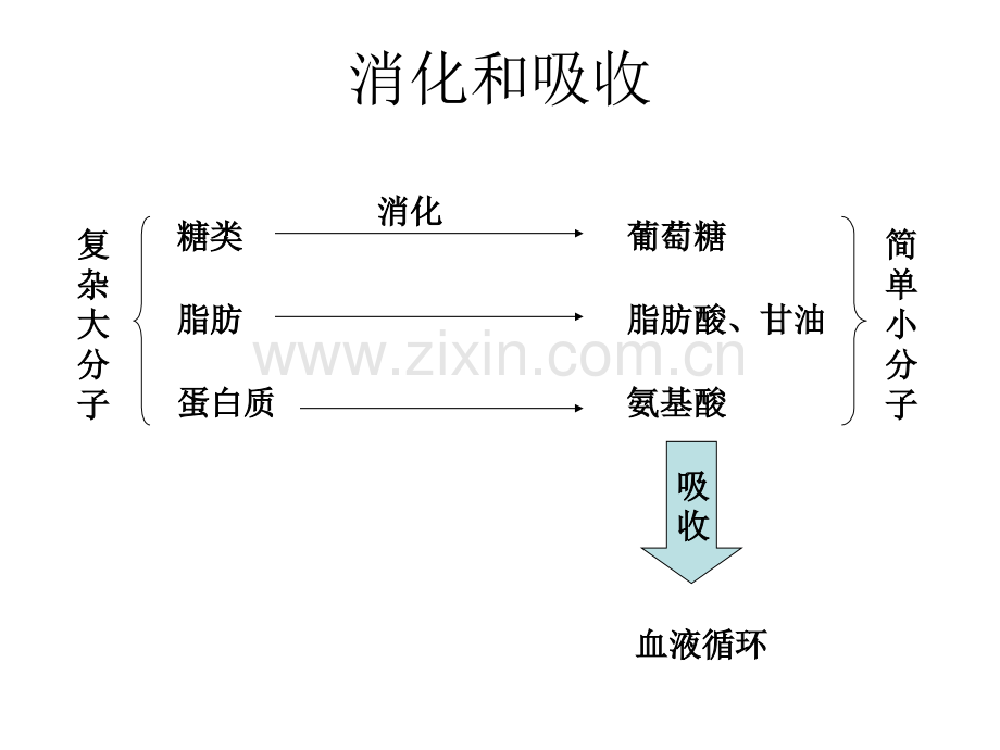 初中生物知识结构图..pptx_第3页