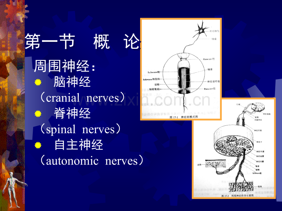 周围神经损伤InjuryofPeripheralNerves课件.pptx_第3页