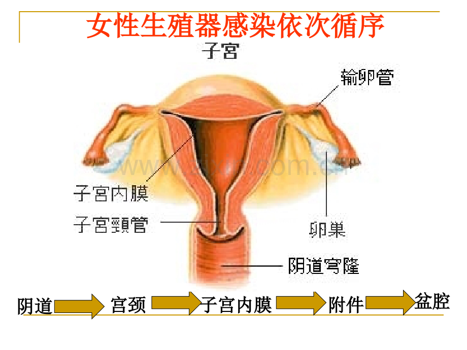 宫颈炎副本炎盆腔炎.pptx_第3页