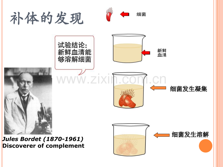 医学免疫学件补体系统.pptx_第2页