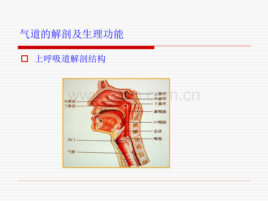 急诊气道管理.pptx_第3页