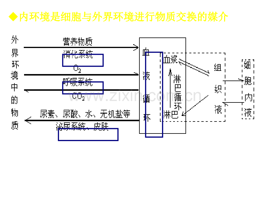 内环境稳态的重要性2.pptx_第2页