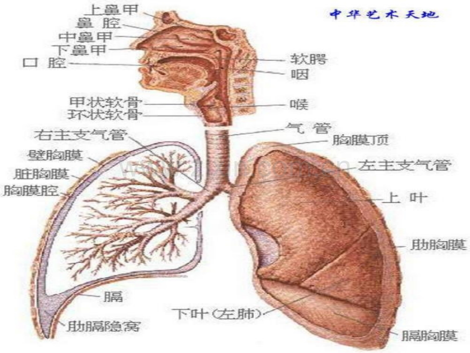 常见疾病及联合用药培训教材.pptx_第2页