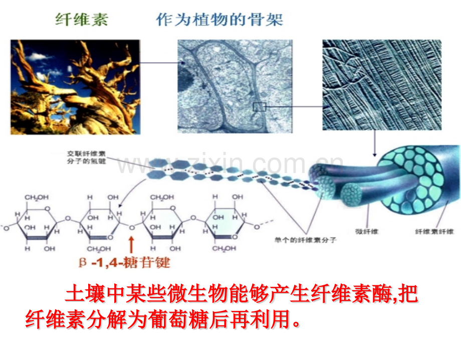 微生物的利用.pptx_第3页