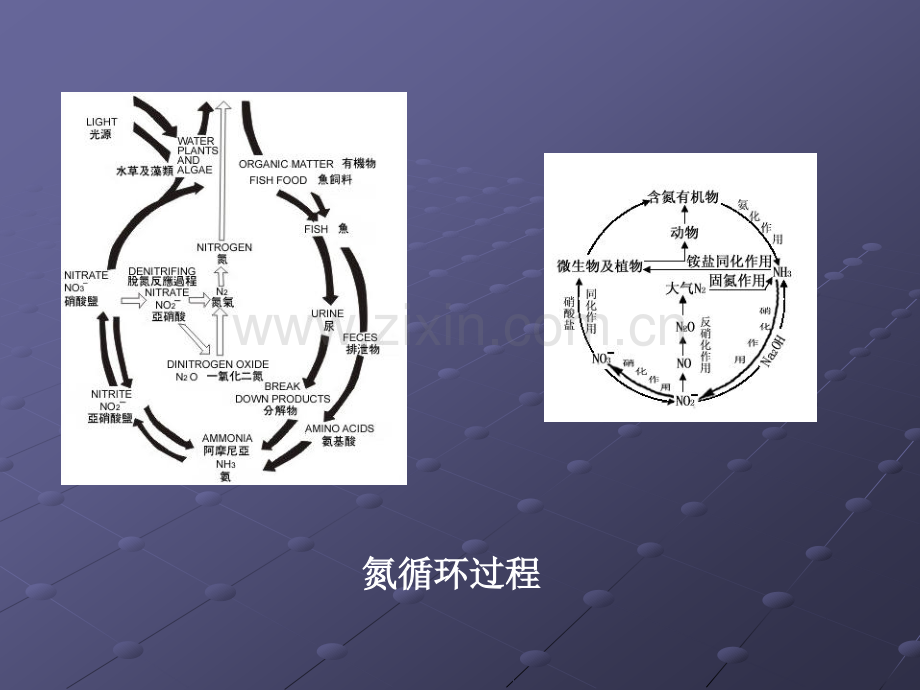 微生物在环境物质循环中的作用.pptx_第3页