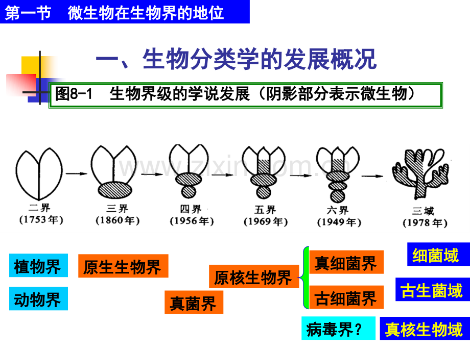 微生物的分类与鉴定修改.pptx_第3页