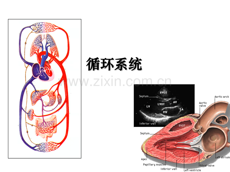 循环系统解剖结构.pptx_第1页