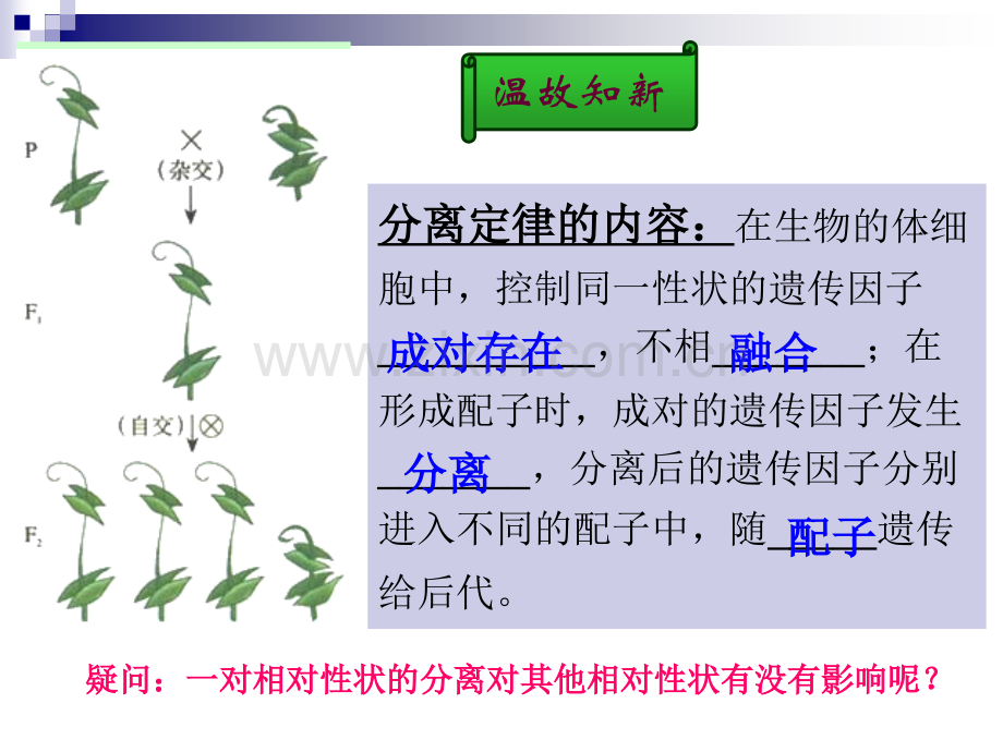 孟德尔的豌豆杂交实验二1.pptx_第2页