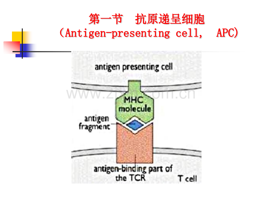 微免抗原递呈细胞和抗原递呈h微生物与免疫学.pptx_第2页