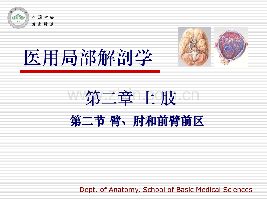 医用局部解剖学臂肘和前臂前区.pptx_第1页